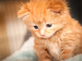 orange kitten