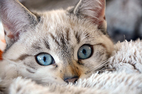 cat on fuzzy blanket