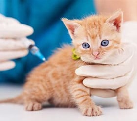kitten getting vaccinated