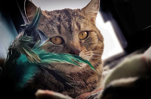 cat with a feather toy