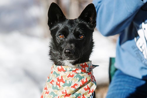 dog wearing a bandana