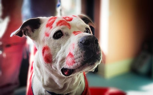 dog covered in lipstick