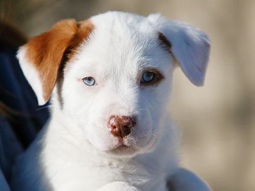white puppy with blue eyes