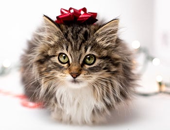 cat with a bow