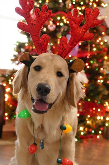 dog wearing antlers and lights