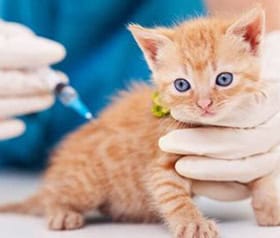 kitten getting vaccinated