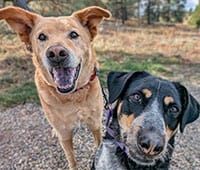 featured dogs Dusty and Precious