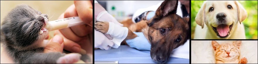 syringe feeding a motherless kitten, and wrapping the injured leg of a frightened dog