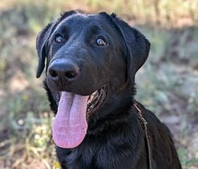 featured dog Gino is a black Labrador