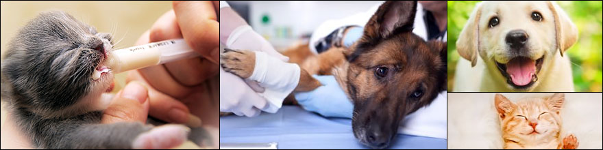 syringe feeding a motherless kitten, and wrapping the injured leg of a frightened dog