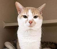 featured orange and white cat Binx