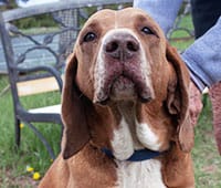 featured brown and white Hound dog, Clay