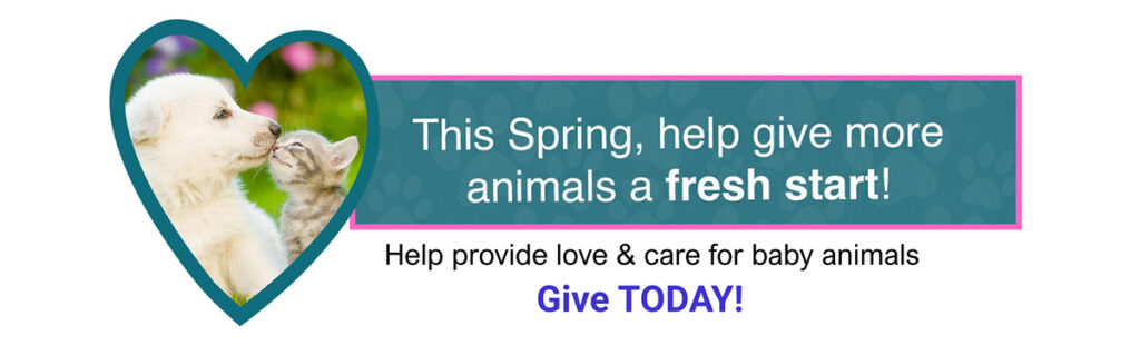 help provide love and care for baby animals