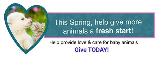 help provide love and care for baby animals