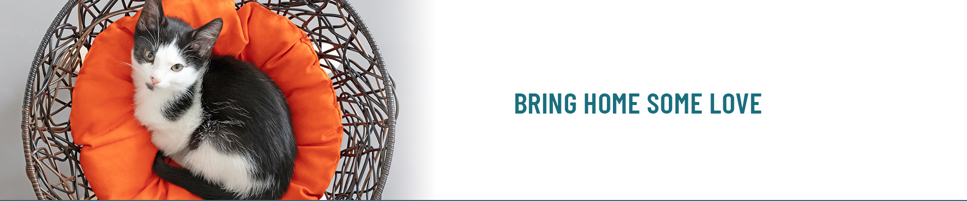 hero-cat-basket-left-1920x400