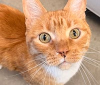 orange tabby with white chest and bright eyes