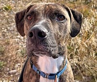 Featured dog Shai is a Plott Hound mix