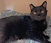 black, short hair, featured cat Diva