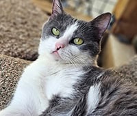 featured special needs gray and white cat Luna