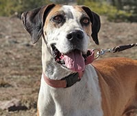 featured dog, Rosie, Hound mix