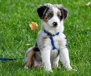 fluffy puppy playing in the grass
