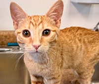 orange tabby cat Byron