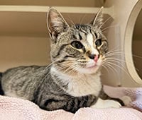 featured tabby cat with white chest