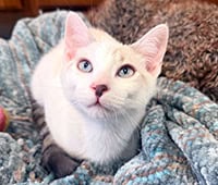 featured white cat with tabby tail Meegosh