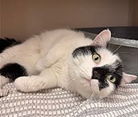 black and white featured cat Squeak