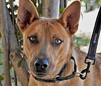 featured dog Holly