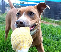 featured dog Puddin