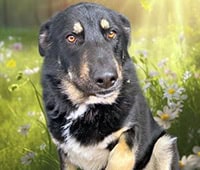 featured dog Stryker