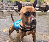 featured dog Zora