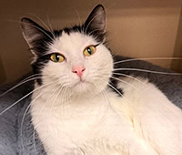 featured black and white cat Fallon
