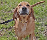 featured dog Rufus