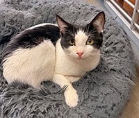 featured black and white cat Fallon