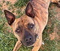featured dog Zora