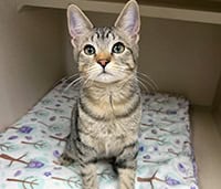featured tabby cat Chloe