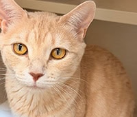 featured light orange tabby, Jezebel