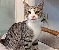 featured white and tabby cat, Joey