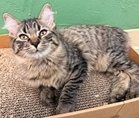 featured tabby cat Kelce