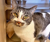 featured cat Mickie, white and tabby coloring