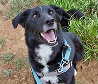 featured dog, black and white lab/collie mix, Duke