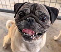 featured dog, Edgar the Pug