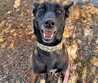 featured Belgian Malinois, Kira