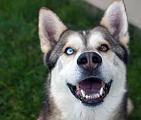 Our featured dog Lucky is a Husky