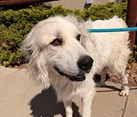 Great Pyrenees dog, Mishka