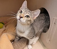 featured cat Athena