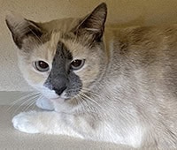 featured cat Chai