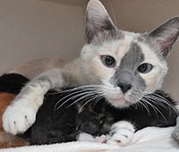 featured cat Chai
